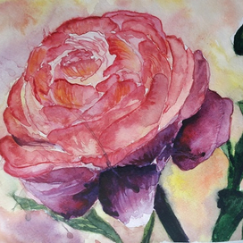 Лютик азиатский