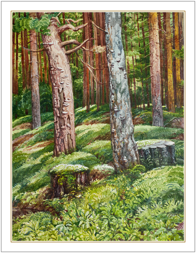 Лесок в Мурино