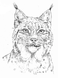 Рысь. Дух Леса....