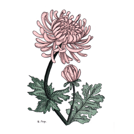 Хризантема с бутоном