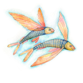 Летучие рыбы