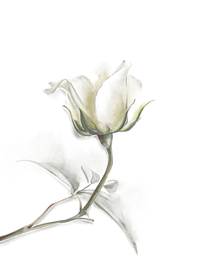 Ботанический