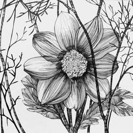 Хризантема килеватая 