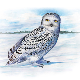 Полярная сова