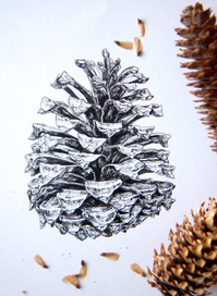 Шишка сосны Торри (Pinus Torreyana)