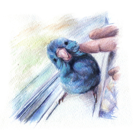 попугайчик