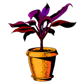 цветок в горшке