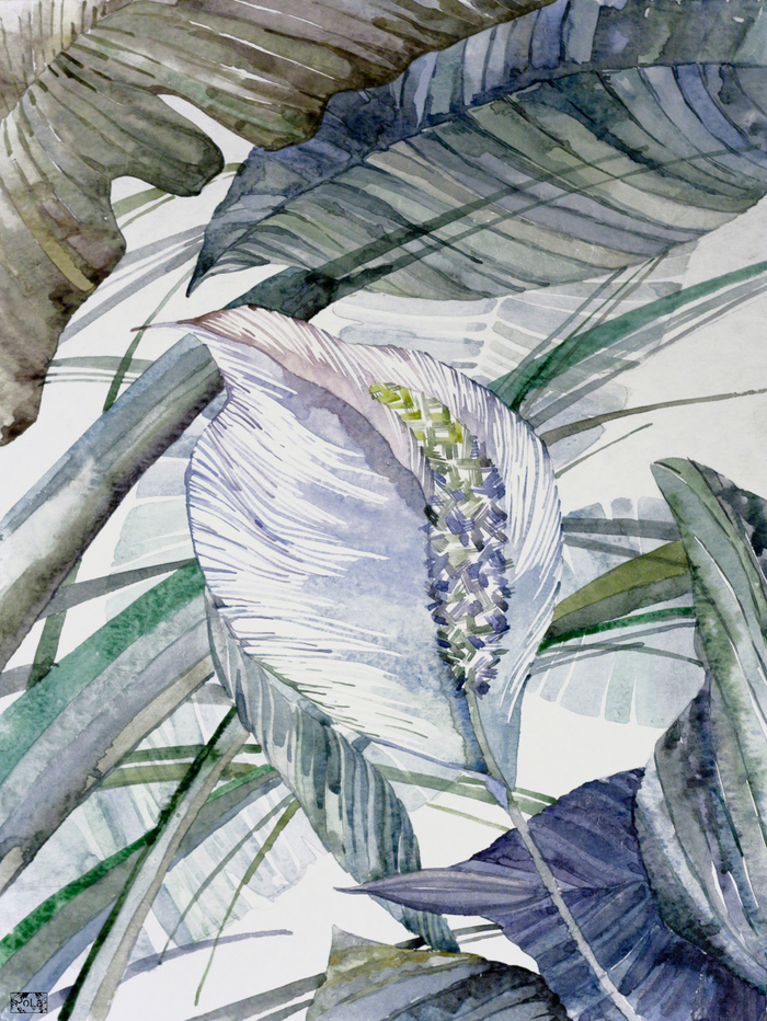 Спатифиллум