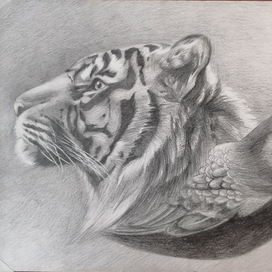 Тигр и ворон