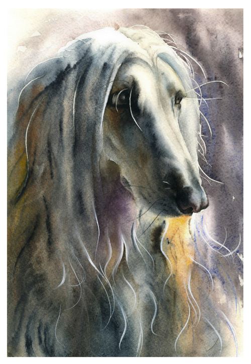 Афганская борзая