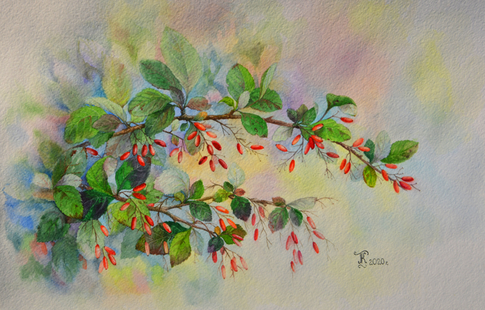 Ветка барбариса 