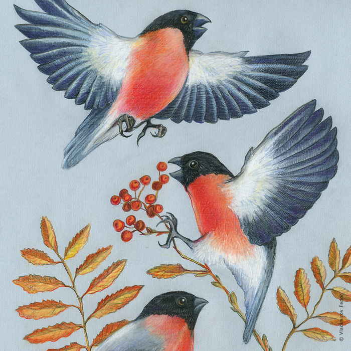 Снегири. Фрагмент.