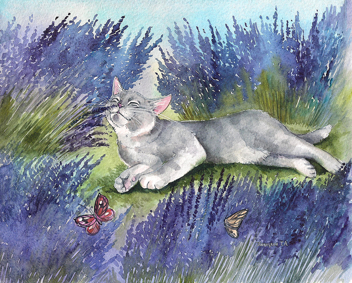 Лавандовое удовольствие