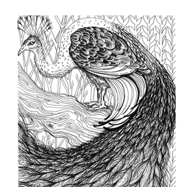 5 Paradisaea apoda & Pavo cristatus Linnaeus, 2015