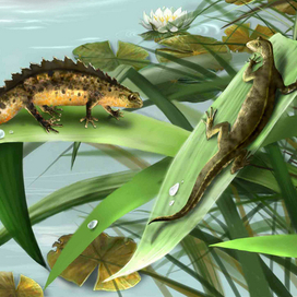 "Тритоны. Любовь"