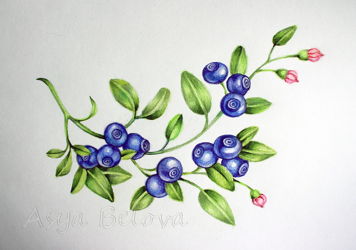 Ягоды Сибири. Черника