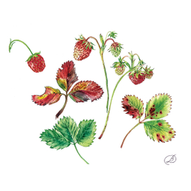 Лесная клубника