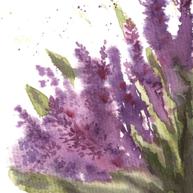 Лаванда