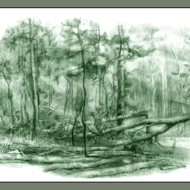 лесная просека