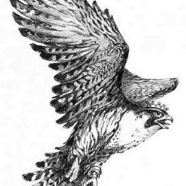 "Немного о птичках"...