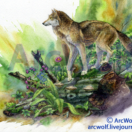 На поваленном буке