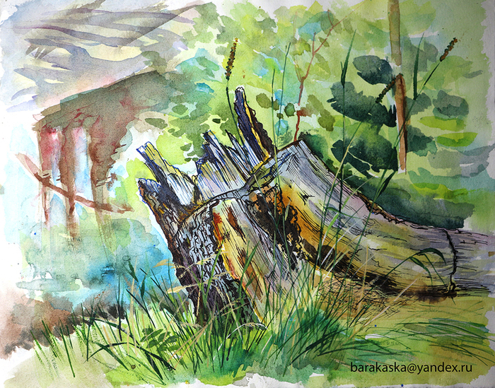 Абрамово, речка аремзянка, остатки кедра