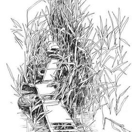 Тропинка в камышах