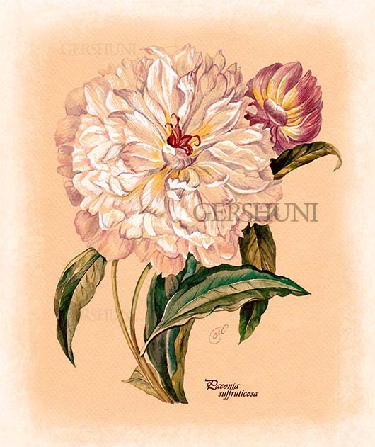 Ботанический атлас..