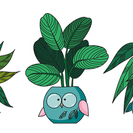Птичьи горшочки. Тропическая коллекция