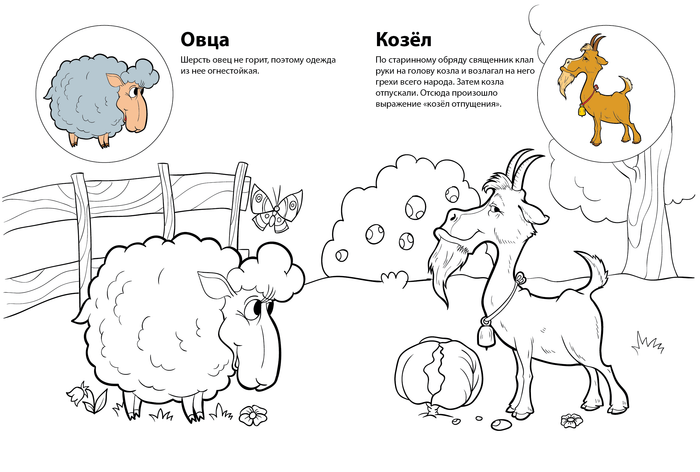 козлик и овечка