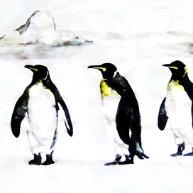 Пингвинчики