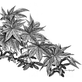 Ветка японского клёна 