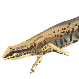 Технический рисунок