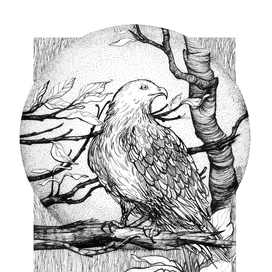 Браминский коршун, 2015г.