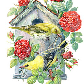 Иволги и розы