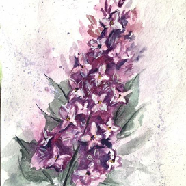 Ветвь сирени