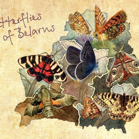 Butterflies of Belarus 