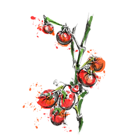 Помидоры иллюстрация