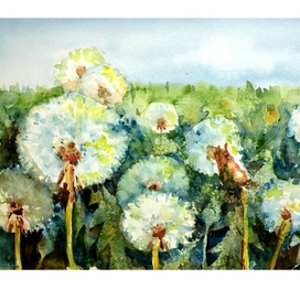 Одуванчики