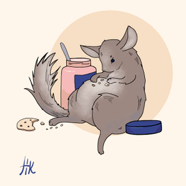 Chinchilla's life
