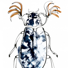 жук polyphylla fullo