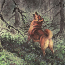 Охотничьи лайки. Карело-финская лайка.