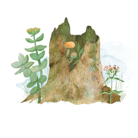 "Совиный волк"