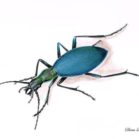 Жужелица морщинистокрылая (Carabus rugipennis)
