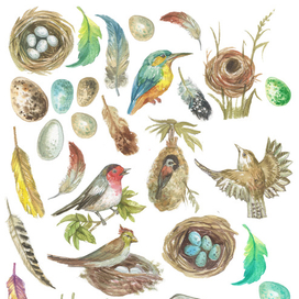 Пернатые (деколи)