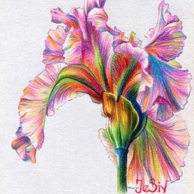 ирис или петушок 