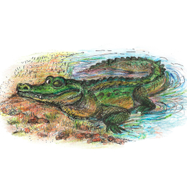 Кто умеет спать "наполовину"?