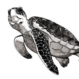 Морская черепаха