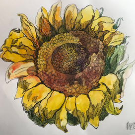 Августовский подсолнух