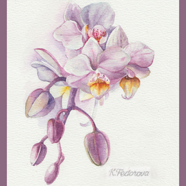 Орхидея